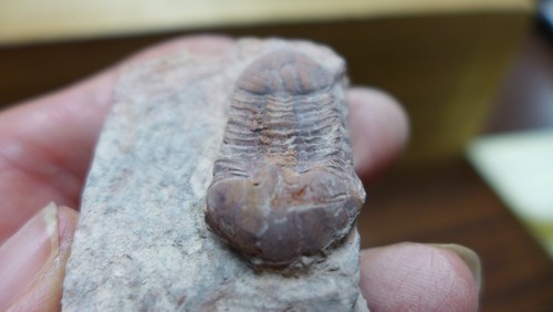GEOLOGICAL ENTERPRISES Devonian Fossil Trilobite Ductina vietnamica - Picture 5 of 5