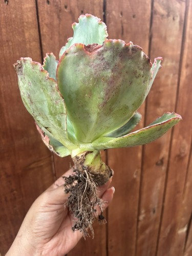 6.5” Echeveria ‘Crinoline Ruffles’ Hybrid Mature Succulent - Picture 3 of 5