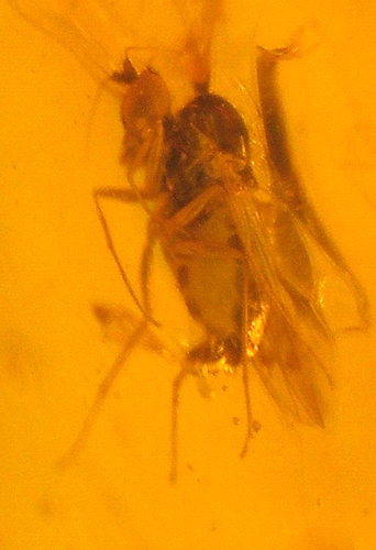 Leaves with Flower Parts and Insects in Dominican Amber Fossil LARGE 12.7 gram - Picture 13 of 16