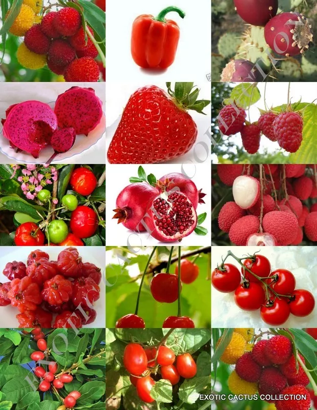 RED FRUITS MIX rare organic edible COLORFUL fruit