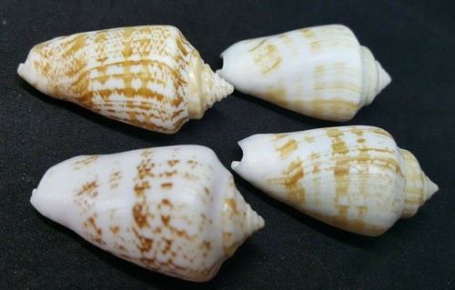 Lot 7 Sea Shells Big Natural Strombus Decorus, Size =1.5"-2" Mediterranean - Picture 3 of 8