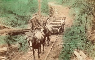 Tinted RP Postcard Bush Scene ( Kauri Logs ) Main Trunk Line New Zealand.