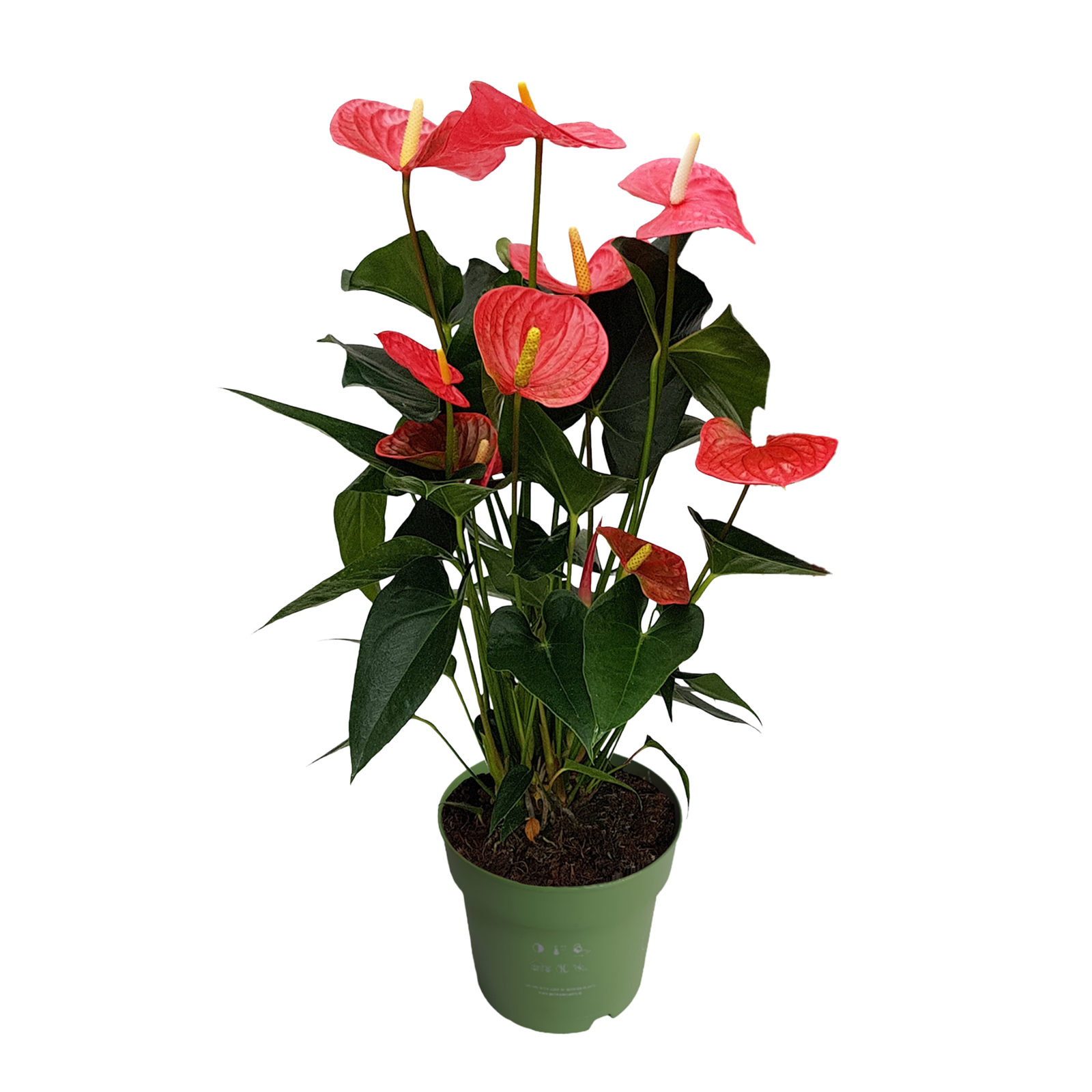 Anturio - Anthurium 'Maine Pink' - Altezza 55-70cm - ø17cm