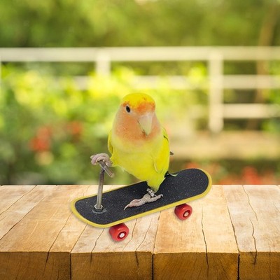 Mini Skateboard Papagei Spielplatz Activity Spielzeug Papagei Sitzstangen Papageienspielzeug