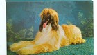 Dog-Afghan Hound-#H3579-(Dog-145)