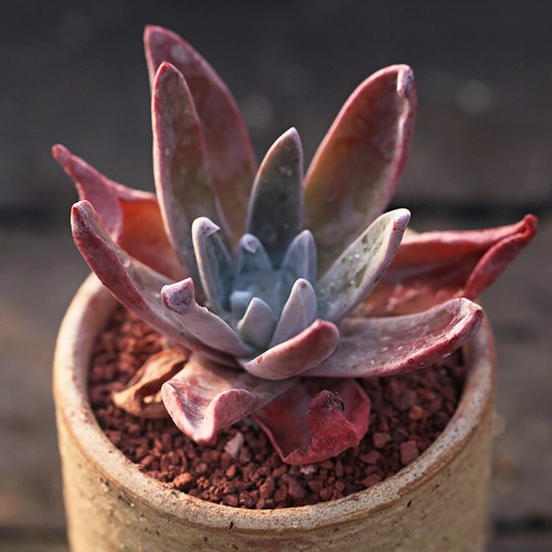 3-6CM Succulent Cactus Plant Dudleya Campanulata Crassulaceae Home Garden Plant - Picture 3 of 9