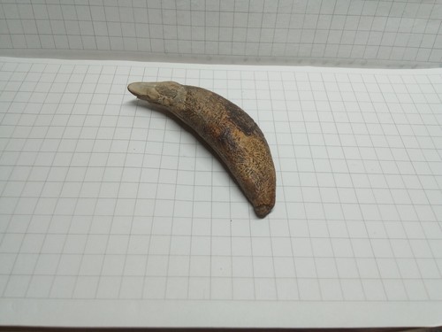 Ancient amulet bear fang in the Viking style Kievan Rus 8-11 centuries - Picture 3 of 7