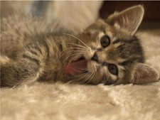 Kitten Yawning Meowing Tongue Out Cute Cat Poster Print Paper OR Wall Vinyl