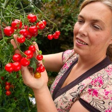 Super Size  Tomato Plug Plants – Tumbling Tom, Sakura, Gardener's Delight