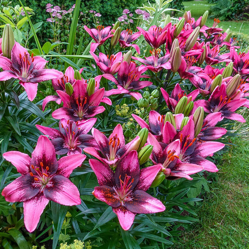 TRENDY SANTO DOMINGO LILY FLOWER BULBS 1820" TALL HARDY PERENNIAL