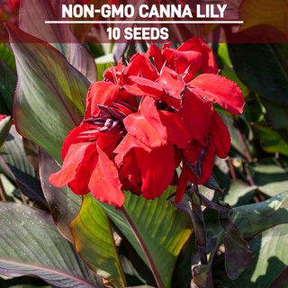Red Canna Lily Seed Purple Foliage Non GMO Exotic Flower Indica Garden Planting