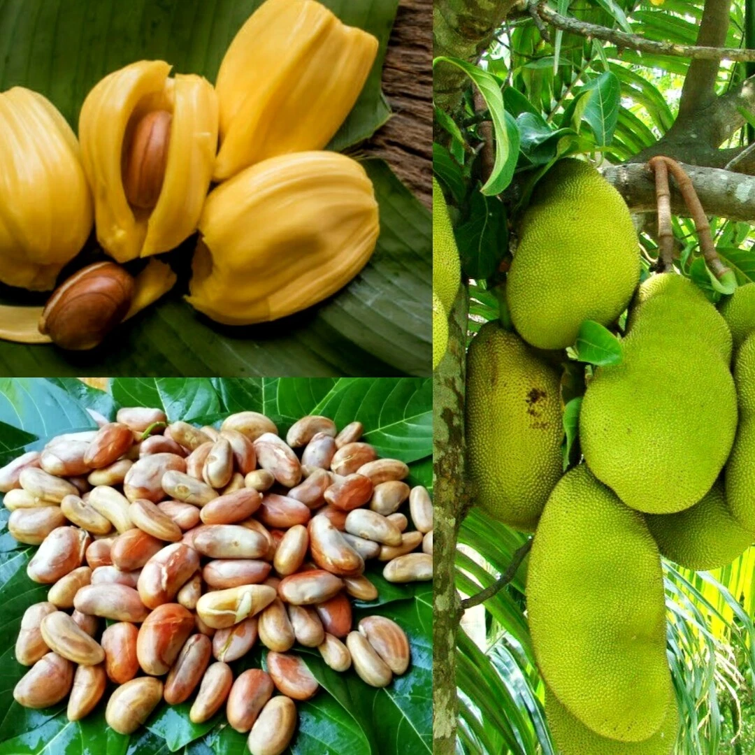 Jackfruit Trees