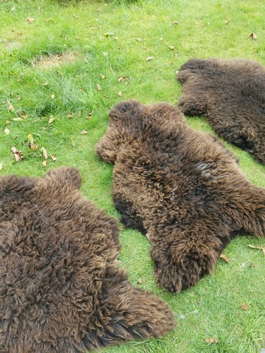 Echte Schaffelle | Bis 155cm | Lammfell | XXL Top-Öko-Fell-Teppich | Erste Wahl - Bild 24 von 114