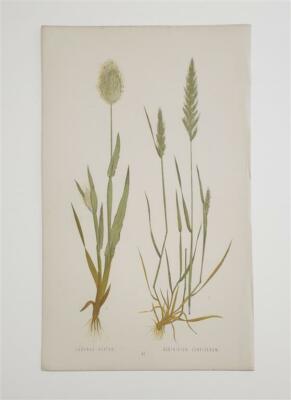HOOKER Lagurus Ovatus, Gastridium Lendigerum (1845 Grass Botanical Print)