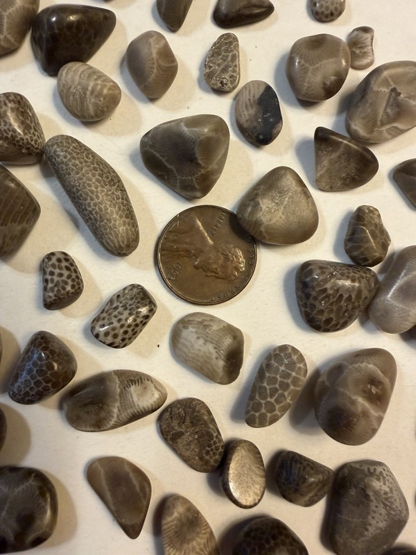 Lot of small polished Petoskey/Charlevoix stones and fossils, great for crafts!!