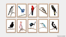 Set of 10 Watercolour Native Australian Bird Prints