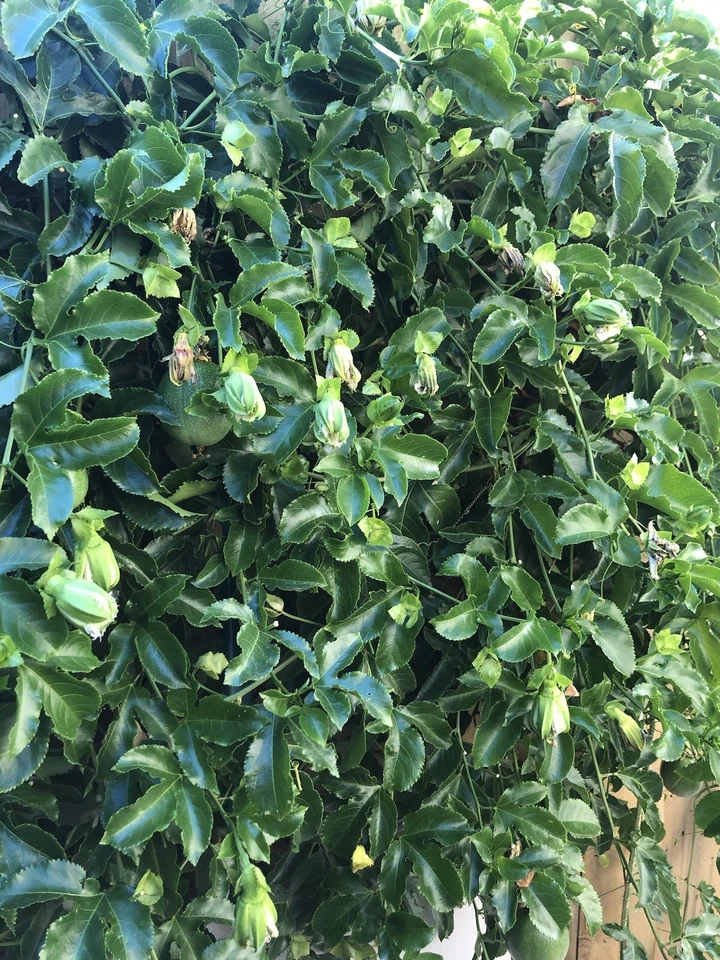 25 органических листьев маракуйи свежие из Калифорнии - Изображение 2 из 4