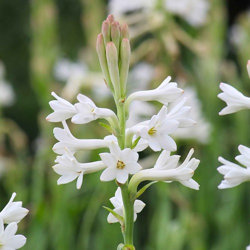 1- Tuberose Bulb single Mexican Fragrant Polianthus