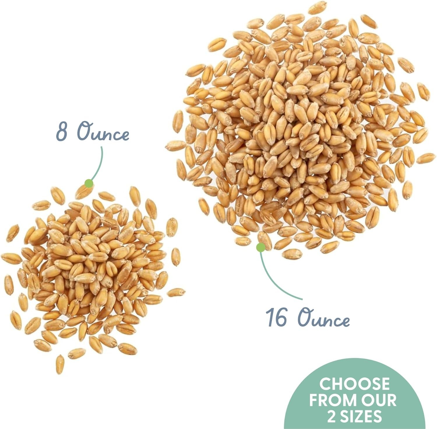 Non-GMO Indoor Cat Grass Seeds - Superfood Blend of Wheat, Rye & Barley (8 oz)