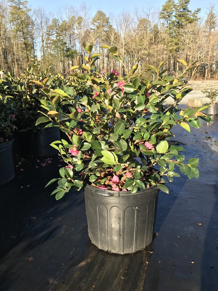 Camelias Shi Shi de 3 galones Foto 3 de 4