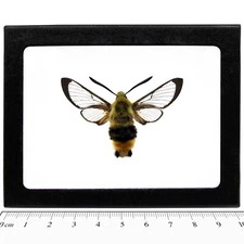Hemaris thetis REAL FRAMED SPHINX MOTH HUMMINGBIRD MONTANA USA