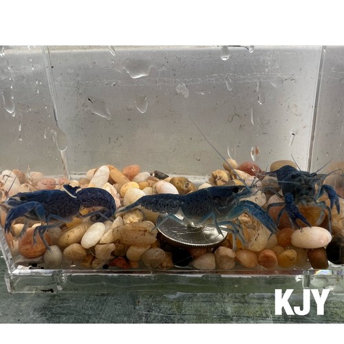1 Inch Male Electric Blue Crayfish (3 PACK) - Picture 2 of 2