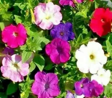 PETUNIA SEEDS 2000+ DWARF MIX variety ANNUAL flower GARDEN bees FREE SHIPPING 