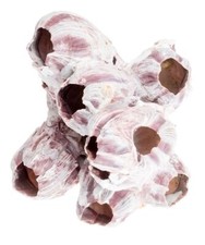 NaDeco Seepocken 15cm Seepocken Deko Deko Seepocke Balanidae maritime Dekoration