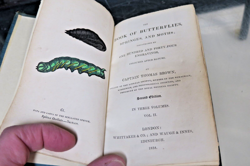 3 Vol. Set -Book of Butterflies, Sphinges & Moths Book - 1834 Cpt. Thomas Brown - Picture 9 of 14
