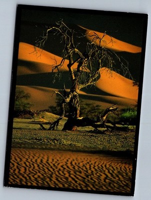 1990s Camelthorn Tree Windhoek Namibia Postcard
