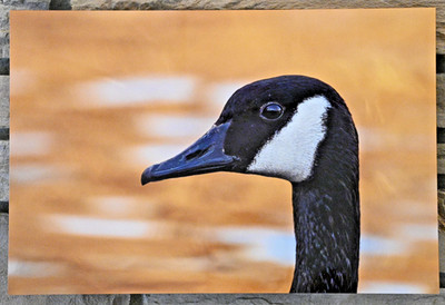 Canada Goose 18 x 12 METAL Fine Art Photography by Life Plus Wild w Mounting