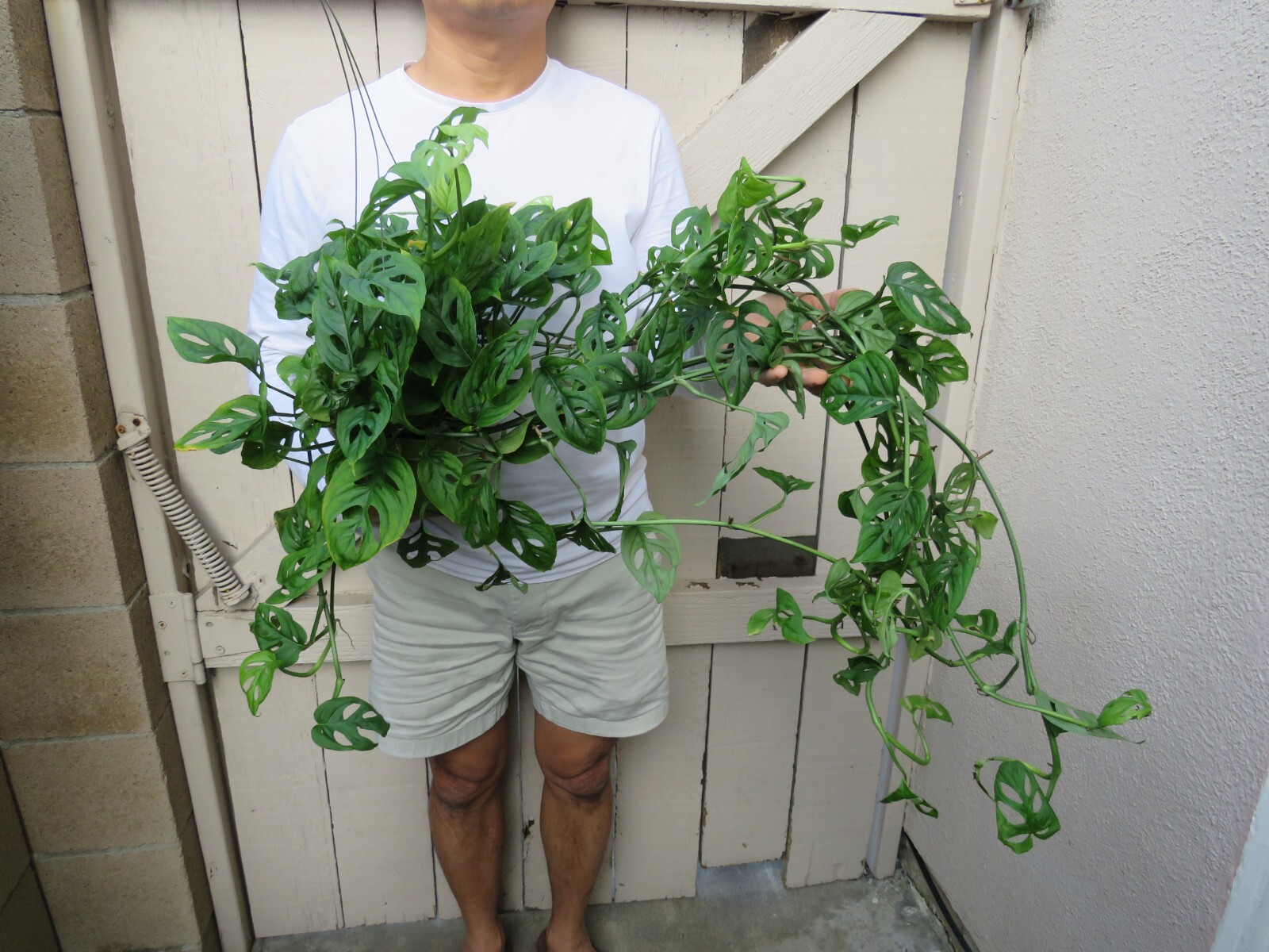 Monstera Adansonii Swiss Cheese Plant eBay