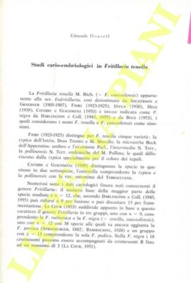 HONSELL Edmondo - Studi cario-embriologici in Fritillaria tenella.