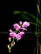 Rhynchorides Springtime  "Bubble Gum"    FRAGRANT  IN SPIKE!