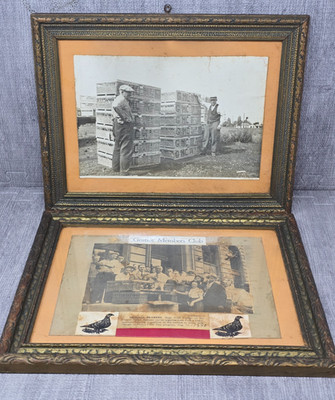 Antique Homing Pigeons Photographs in Antique Frames Detroit Michigan Gratiot