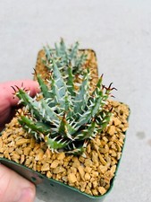 Aloe erinacea - seed Grown -Succulent real live plant aloes