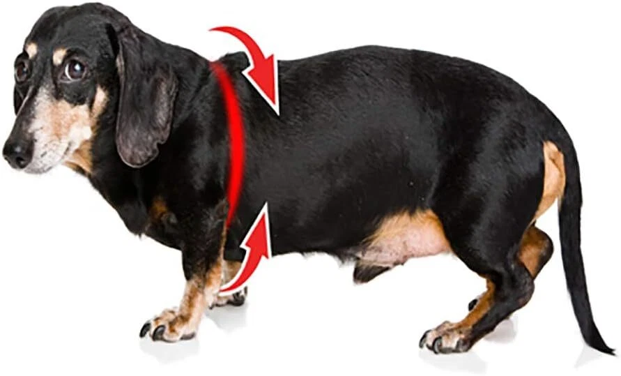 BUDDY BELT Arnés Grano Guijarro Rosa Caliente - Edición Lujo (2), Arneses Foto 2 de 2