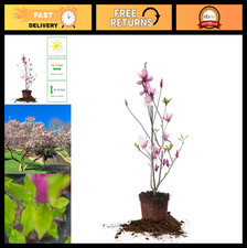 Live Jane Magnolia Plant - 1 Gallon - Easy Care