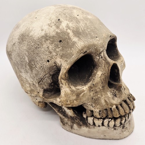 Vintage Realistic Human Skull replica - Built Up - Life Size - Skull & Jaw Rare