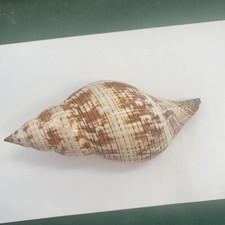 Fasciolaria tulipa 140,0mm gefunden auf Sanibel 