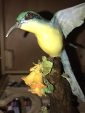 J.T.Jones Hummingbird  Staffordshire, England