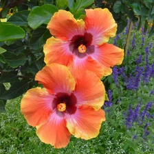 Live Hibiscus "Fiesta" Plant – 6" Pot – Ship No Pot – Flowering Tropical Plant