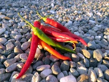 Afghan pepper -  hard to find and worth the search