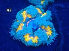 Rock Flower Anemone No 46