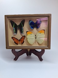 Perserved Butterfly Shadow Box Made In Peru