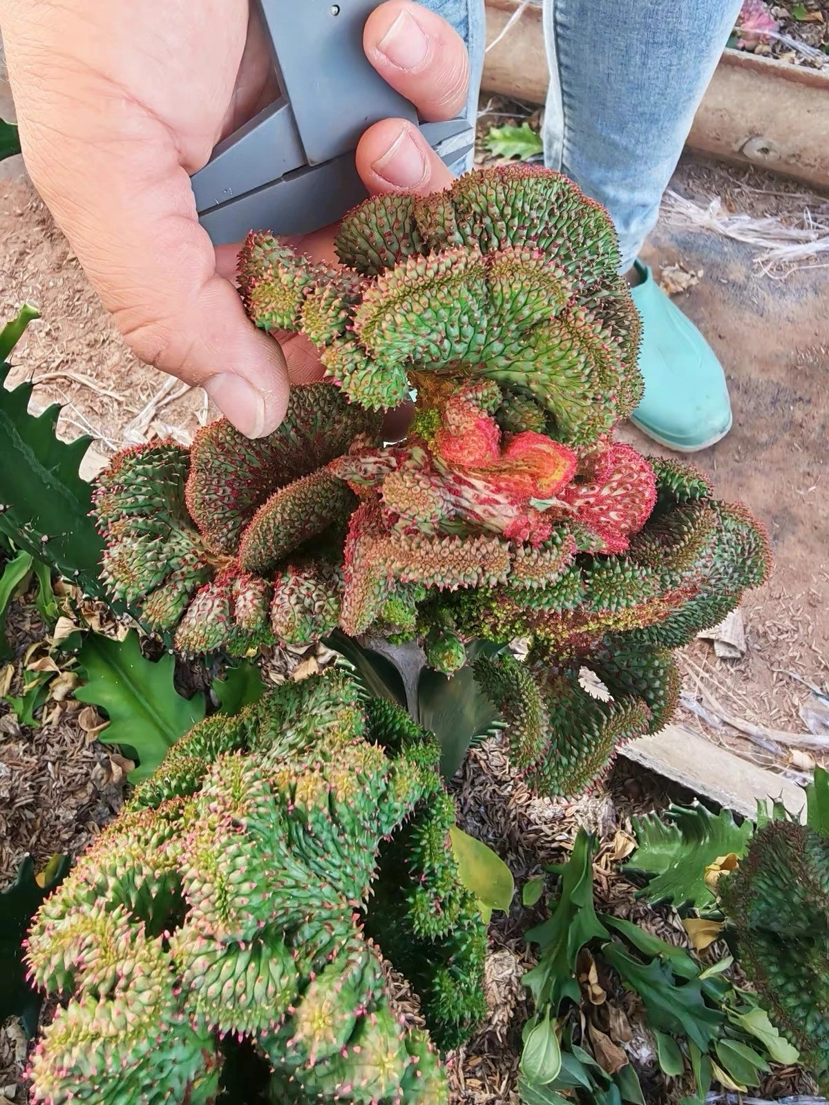 Rare Crested Variegated Cactus Monstrose Collector Specimen Large One Of A Kind
Opens in a new windo