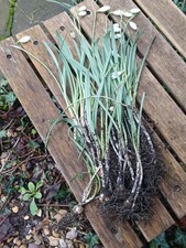 140  x  Galanthus  Nivalis Snowdrops in the Green still flowering 