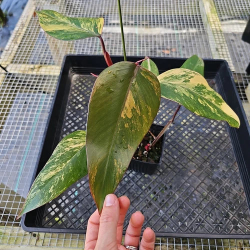 Philodendron Strawberry Shake, Exact Plant Variegated