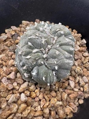 RareSucculent Plant LF C actus C ristata WYSIWYG  OwnRoot Boutique