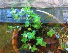 Lemon Bacopa B. caroliniana 5 Live Aquatic Plants FREE PRIORITY SHIPPING